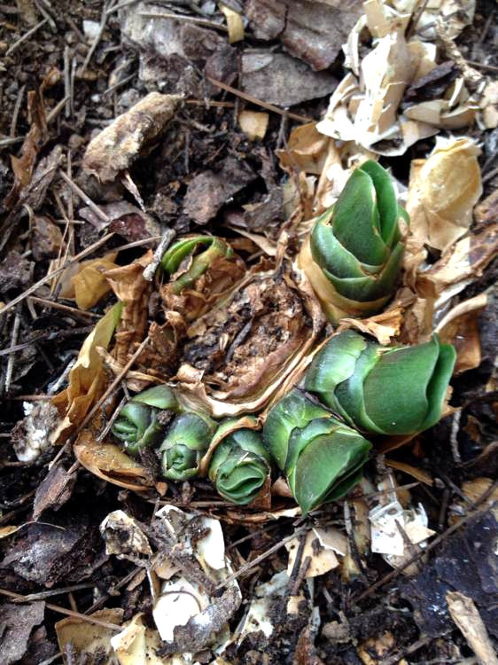 君子兰的叶子被狗吃了,君子兰的花狗吃了有事吗