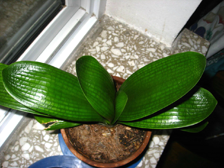 君子兰的叶子被狗吃了,君子兰的花狗吃了有事吗