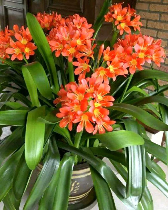 君子兰的叶子被狗吃了,君子兰的花狗吃了有事吗