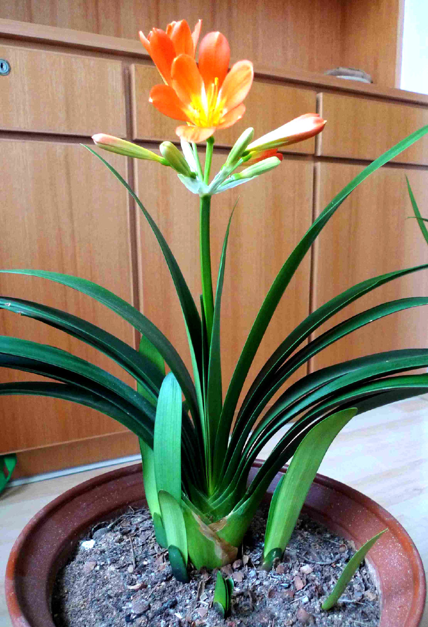 君子兰的叶子被狗吃了,君子兰的花狗吃了有事吗