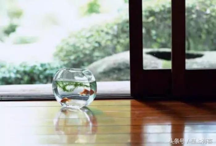家养鱼怎么养才能旺财运,几种提升财运的小方法养鱼