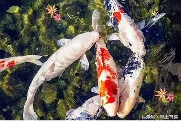 家养鱼怎么养才能旺财运,几种提升财运的小方法养鱼