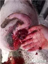 猪脱肛手术教学,猪的脱肛手术怎么做