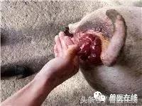 猪脱肛手术教学,猪的脱肛手术怎么做