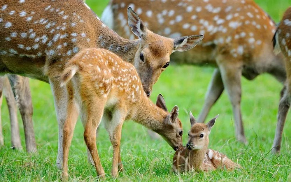 美爆了!下周起,全苏州人都将涌入这片花海...(内附白马涧中奖名单)