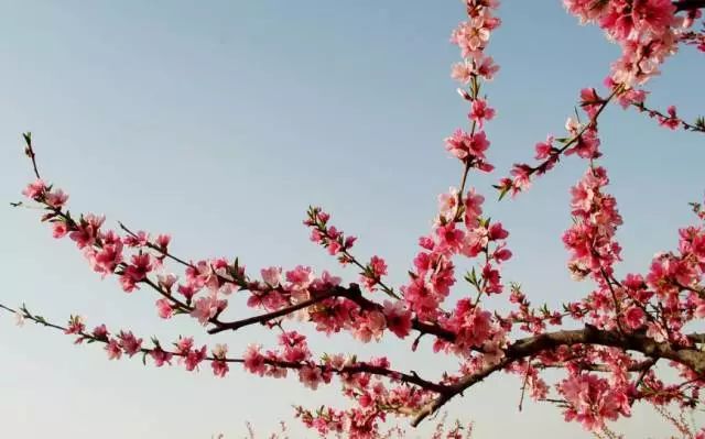 美爆了!下周起,全苏州人都将涌入这片花海...(内附白马涧中奖名单)