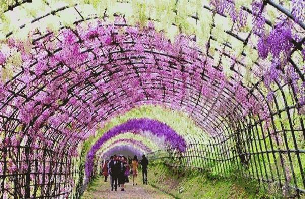 美爆了!下周起,全苏州人都将涌入这片花海...(内附白马涧中奖名单)