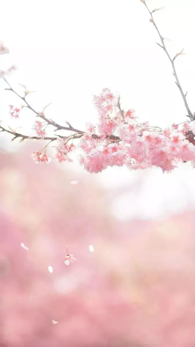 美爆了!下周起,全苏州人都将涌入这片花海...(内附白马涧中奖名单)