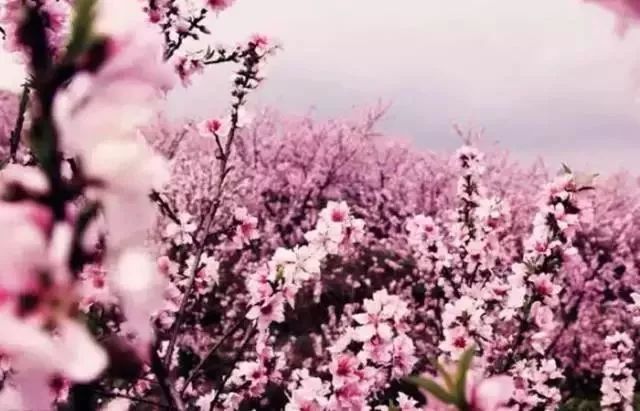 美爆了!下周起,全苏州人都将涌入这片花海...(内附白马涧中奖名单)