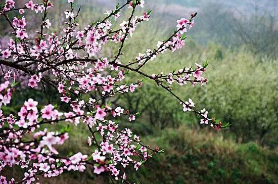 美爆了!下周起,全苏州人都将涌入这片花海...(内附白马涧中奖名单)