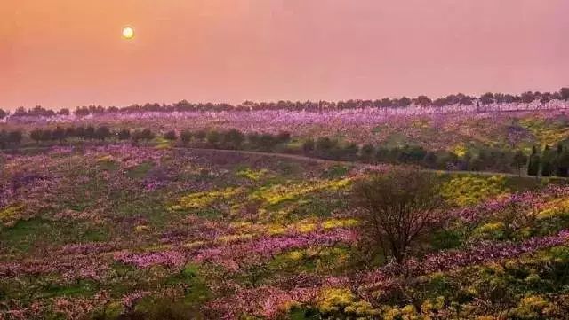 美爆了!下周起,全苏州人都将涌入这片花海...(内附白马涧中奖名单)