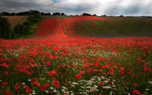 美爆了!下周起,全苏州人都将涌入这片花海...(内附白马涧中奖名单)