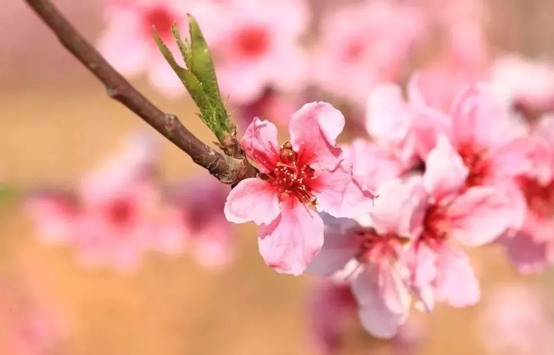 美爆了!下周起,全苏州人都将涌入这片花海...(内附白马涧中奖名单)