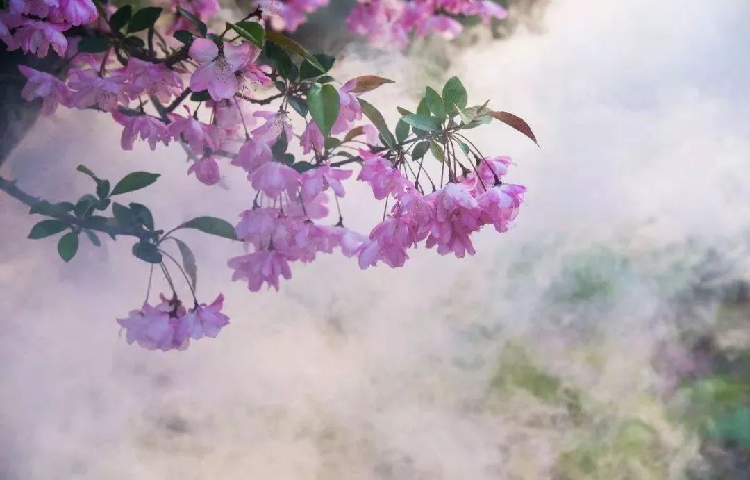 美爆了!下周起,全苏州人都将涌入这片花海...(内附白马涧中奖名单)