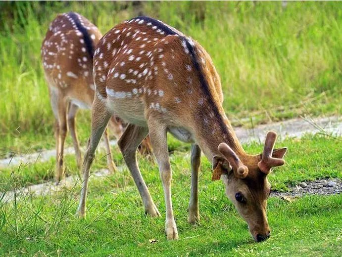 美爆了!下周起,全苏州人都将涌入这片花海...(内附白马涧中奖名单)