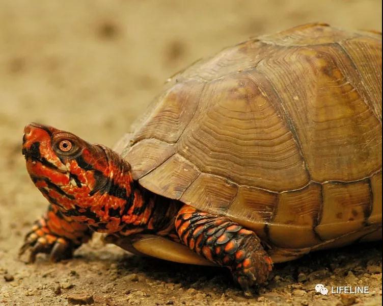 三趾箱龟的繁育方法,纯种三趾箱龟