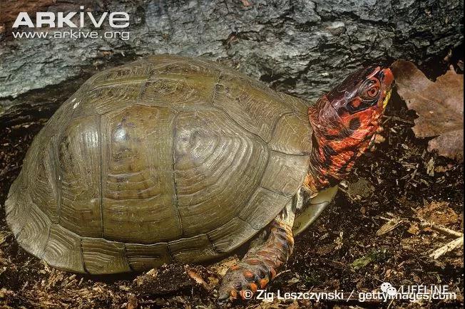 三趾箱龟的繁育方法,纯种三趾箱龟