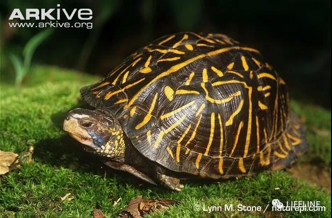 三趾箱龟的繁育方法,纯种三趾箱龟