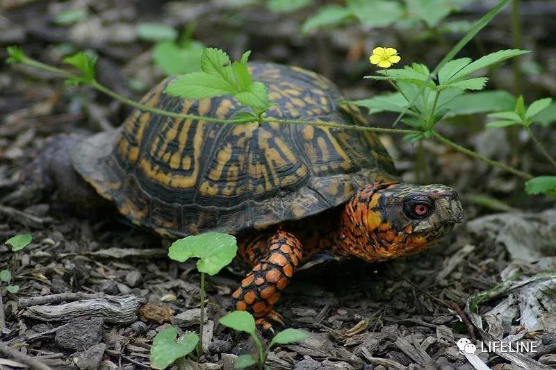 三趾箱龟的繁育方法,纯种三趾箱龟