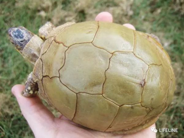 三趾箱龟的繁育方法,纯种三趾箱龟