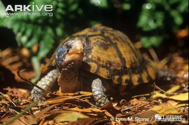三趾箱龟的繁育方法,纯种三趾箱龟