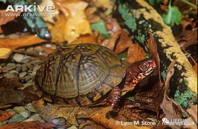 三趾箱龟的繁育方法,纯种三趾箱龟