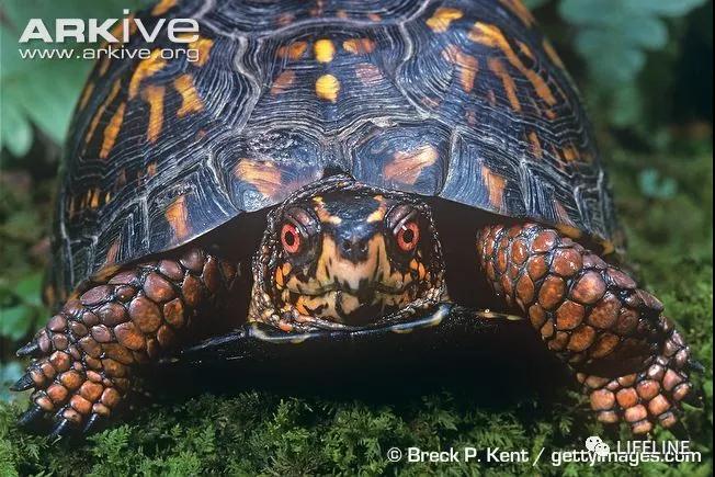 三趾箱龟的繁育方法,纯种三趾箱龟