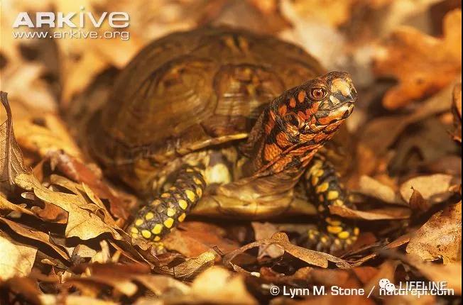 三趾箱龟的繁育方法,纯种三趾箱龟