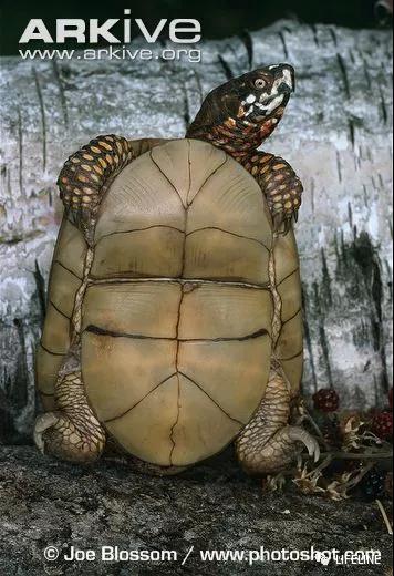 三趾箱龟的繁育方法,纯种三趾箱龟