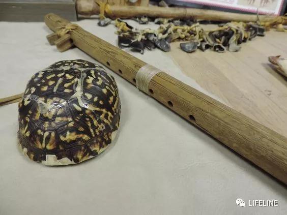 三趾箱龟的繁育方法,纯种三趾箱龟