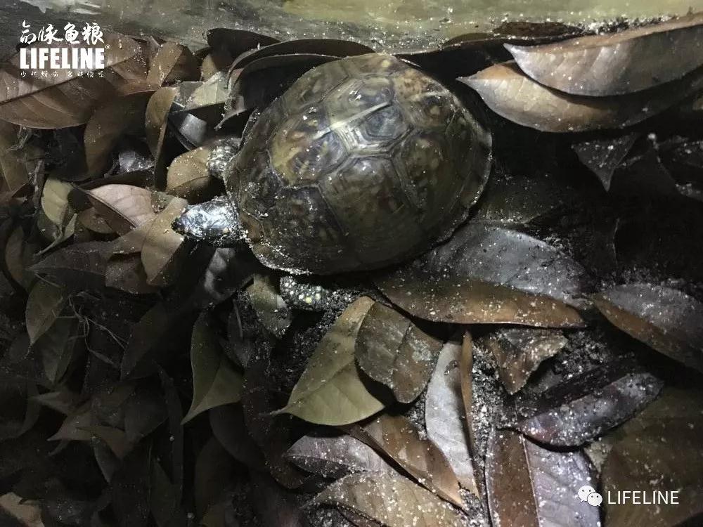 三趾箱龟的繁育方法,纯种三趾箱龟