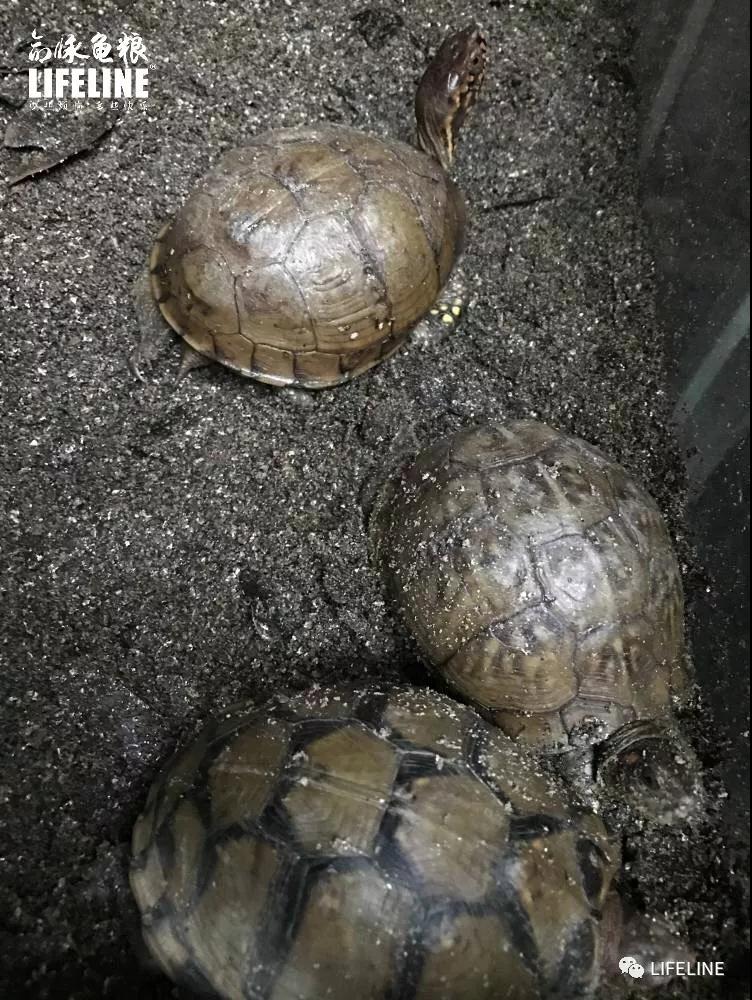 三趾箱龟的繁育方法,纯种三趾箱龟