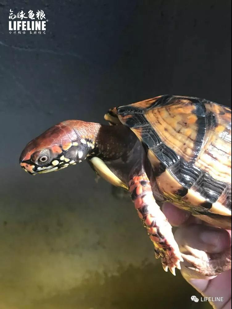 三趾箱龟的繁育方法,纯种三趾箱龟