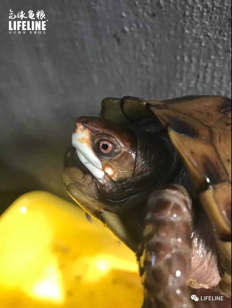 三趾箱龟的繁育方法,纯种三趾箱龟