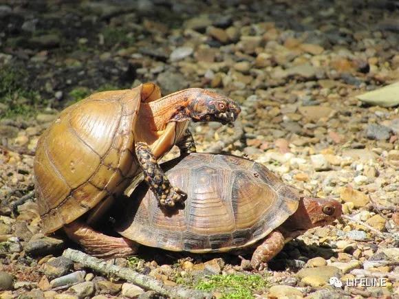 三趾箱龟的繁育方法,纯种三趾箱龟