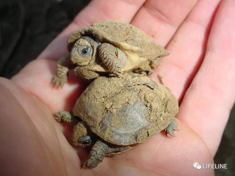三趾箱龟的繁育方法,纯种三趾箱龟