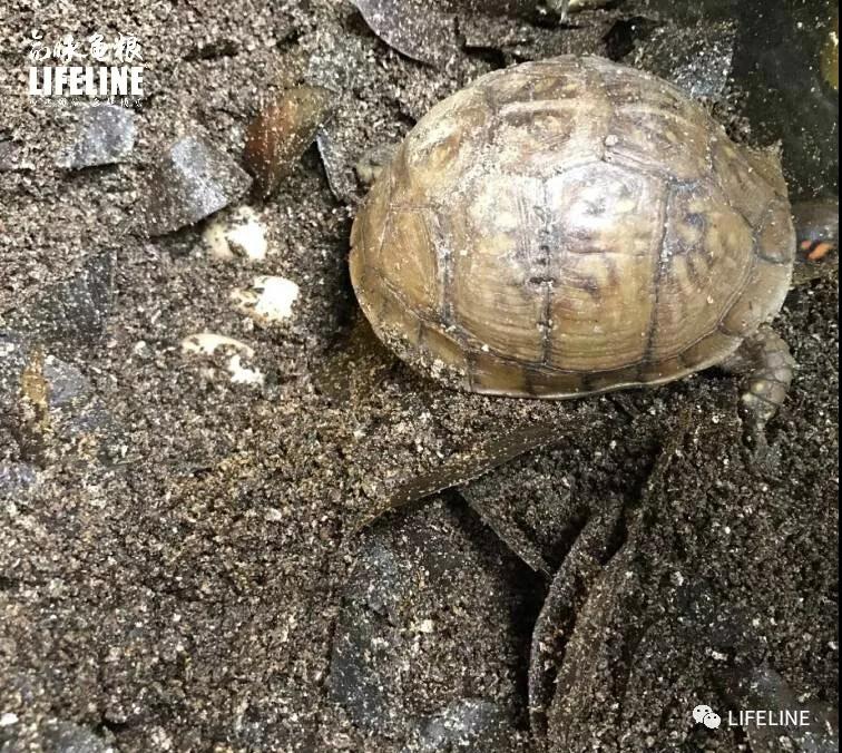 三趾箱龟的繁育方法,纯种三趾箱龟