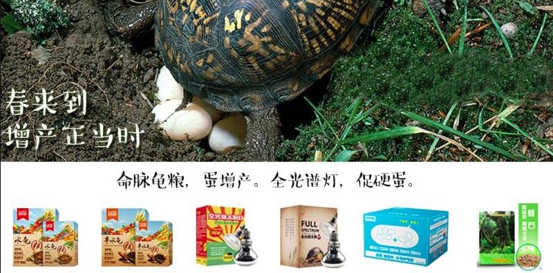 三趾箱龟的繁育方法,纯种三趾箱龟