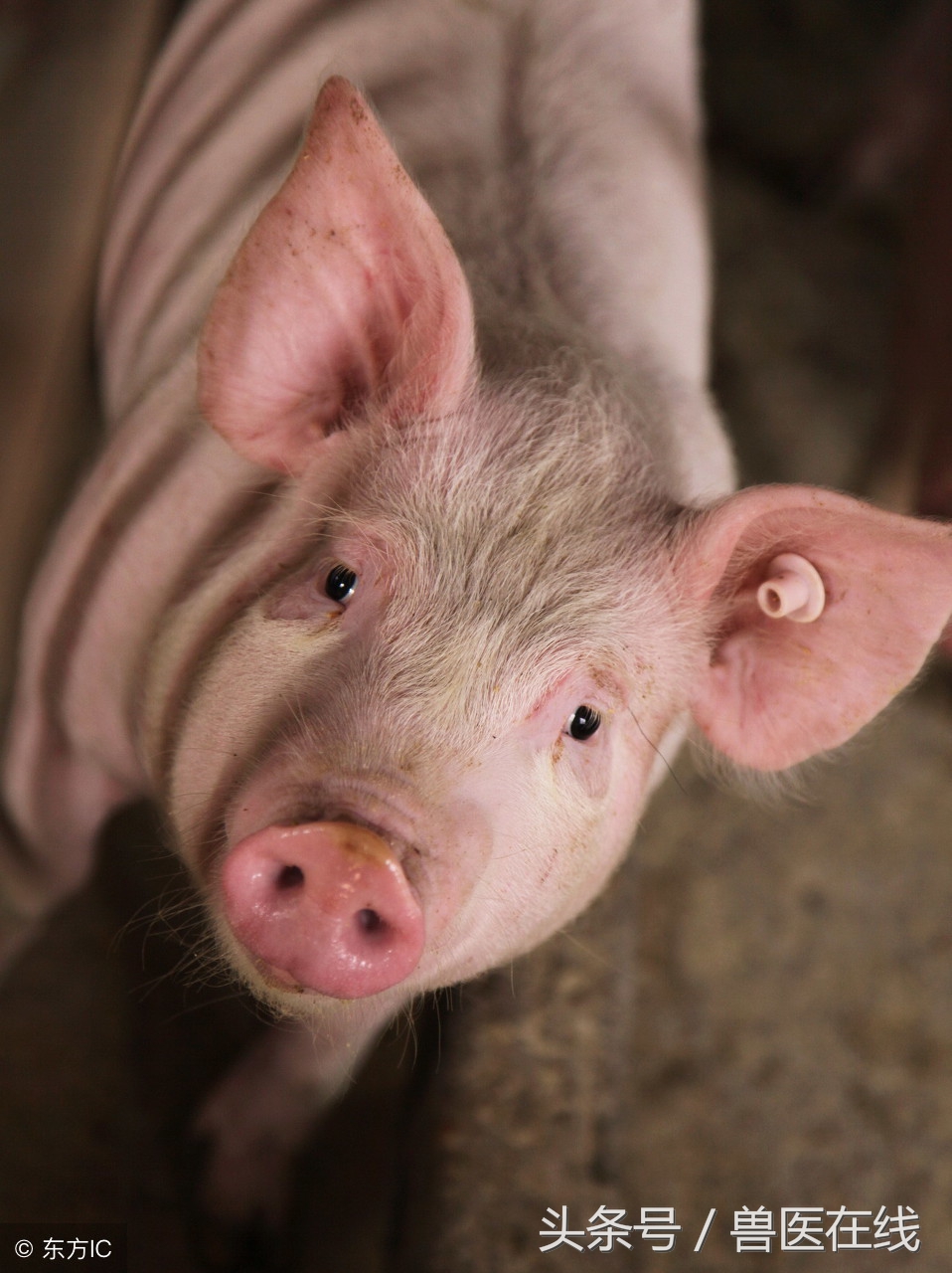 蓝耳啊，你让猪如何是好？