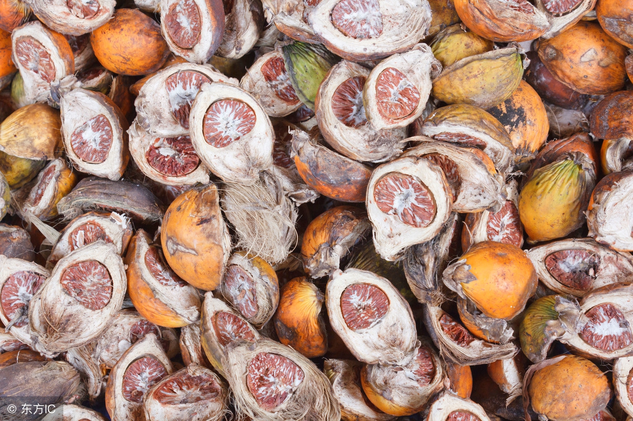 槟榔吃多了有什么不好,为什么槟榔不可以多吃