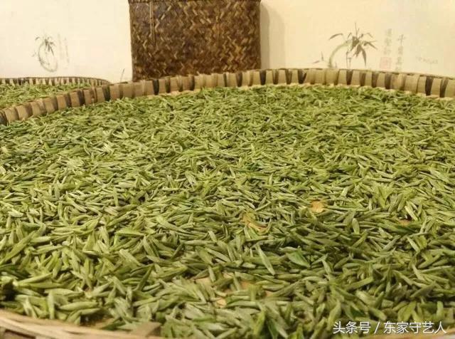 四川蒙顶甘露春茶,春茶第一口鲜蒙顶甘露