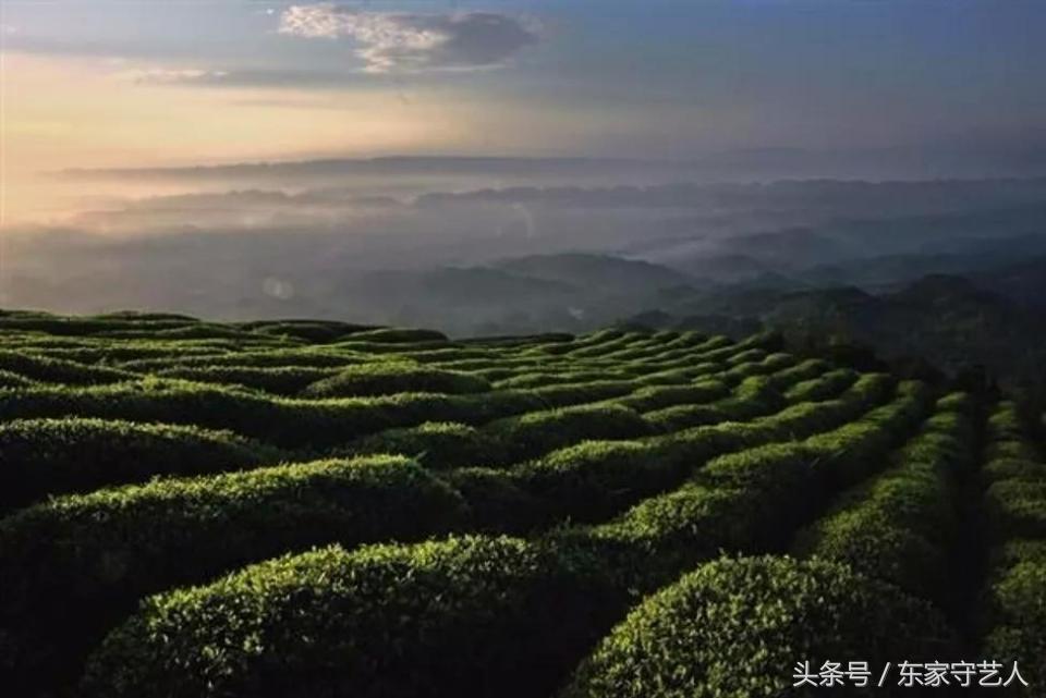 四川蒙顶甘露春茶,春茶第一口鲜蒙顶甘露