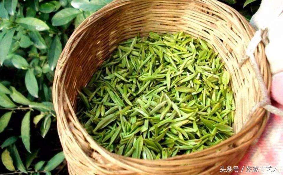 四川蒙顶甘露春茶,春茶第一口鲜蒙顶甘露