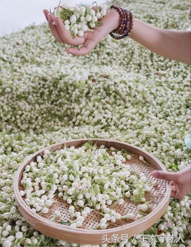 四川蒙顶甘露春茶,春茶第一口鲜蒙顶甘露