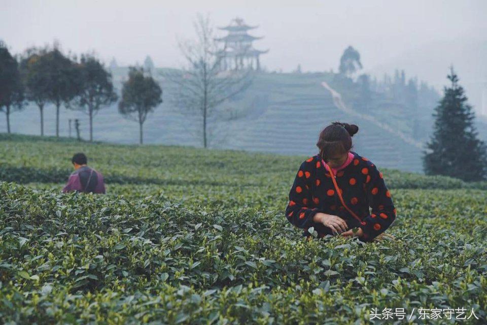 四川蒙顶甘露春茶,春茶第一口鲜蒙顶甘露