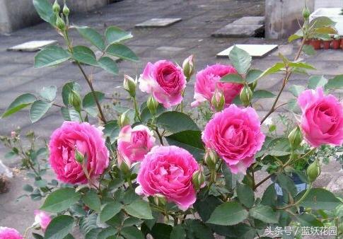 盆栽月季浇水的正确方法,盆栽月季水多怎么办