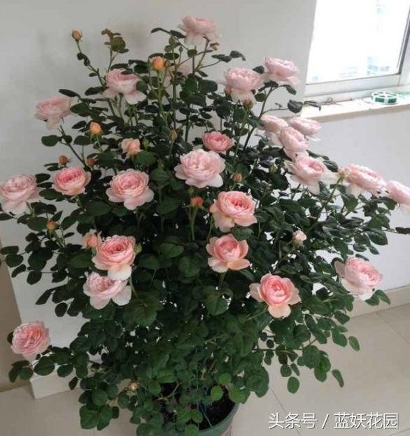 盆栽月季浇水的正确方法,盆栽月季水多怎么办