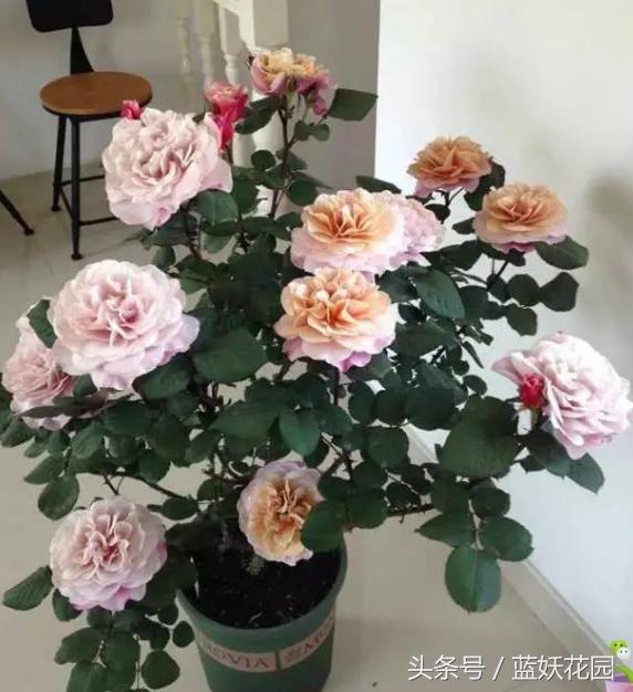 盆栽月季浇水的正确方法,盆栽月季水多怎么办