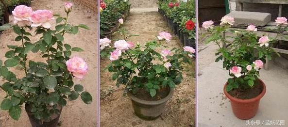 盆栽月季浇水的正确方法,盆栽月季水多怎么办