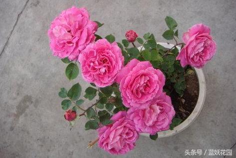 盆栽月季浇水的正确方法,盆栽月季水多怎么办